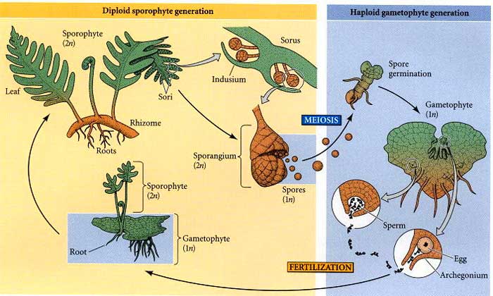 Pteridophytes life cycle (Fern Plants)