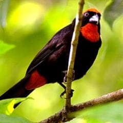 Puerto Rican Bullfinch