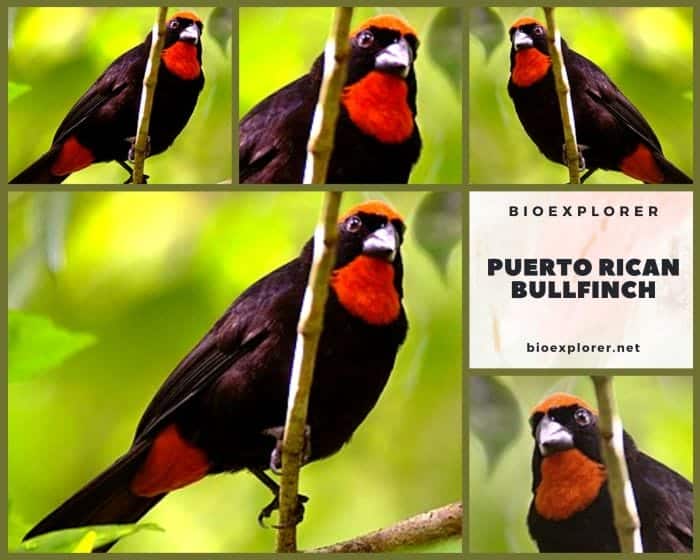 Puerto Rican Bullfinch