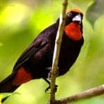 Puerto Rican Bullfinch