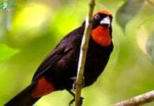 Puerto Rican Bullfinch