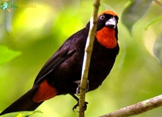 Puerto Rican Bullfinch