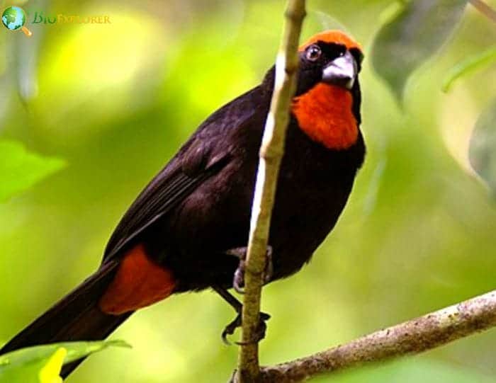 Puerto Rican Bullfinch