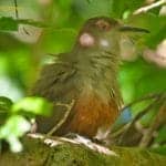 Puerto Rican Lizard Cuckoo