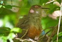 Puerto Rican Lizard Cuckoo