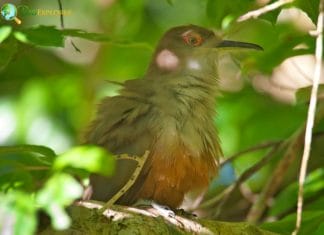 Puerto Rican Lizard Cuckoo