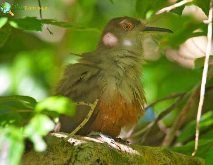 Puerto Rican Lizard Cuckoo