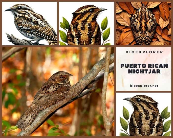 Puerto Rican Nightjar