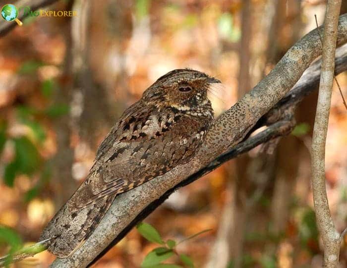 Puerto Rican Nightjar Facts