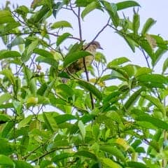 Puerto Rican Tanager, llorosa