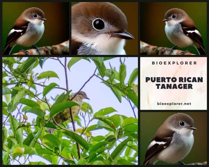 Puerto Rican Tanager