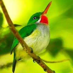 Puerto Rican Tody, San Pedrito, medio peso, Little Saint Peter Bird, Half Dollar Bird