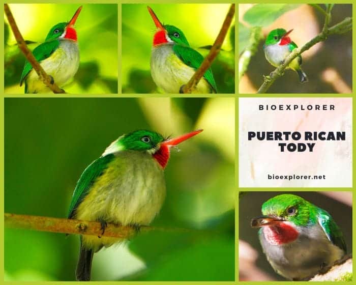 Puerto Rican Tody