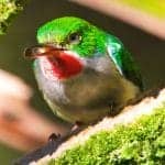 Puerto Rican Tody