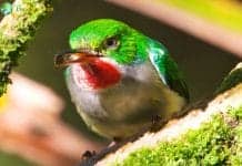 Puerto Rican Tody