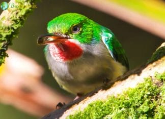 Puerto Rican Tody