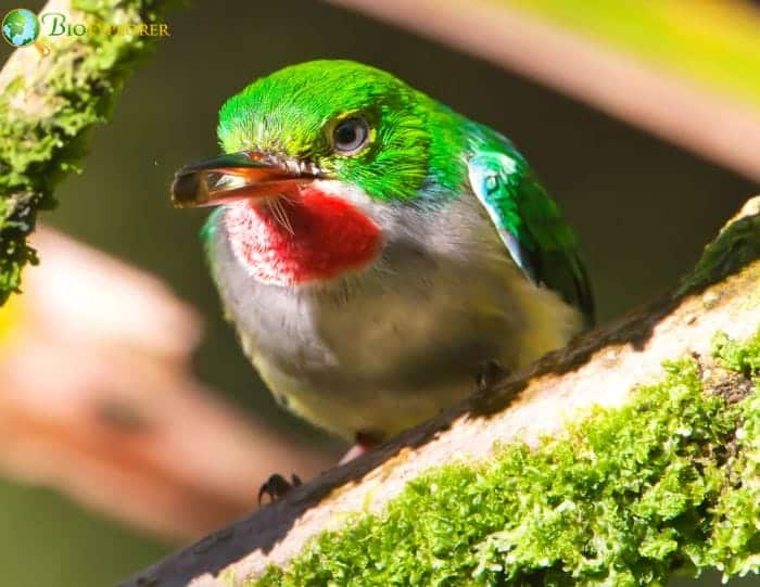 Puerto Rican Tody