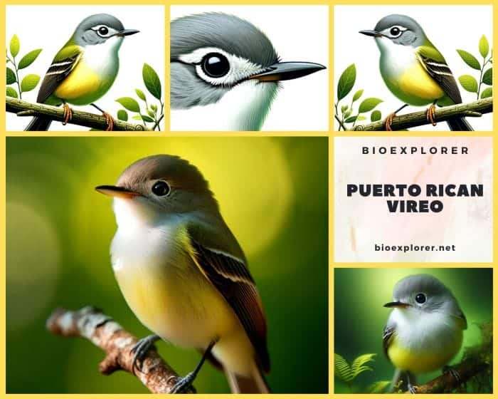 Puerto Rican Vireo