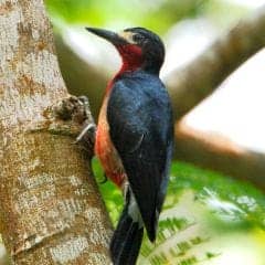 Puerto Rican Woodpecker