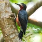 Puerto Rican Woodpecker