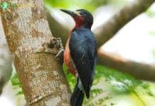 Puerto Rican Woodpecker