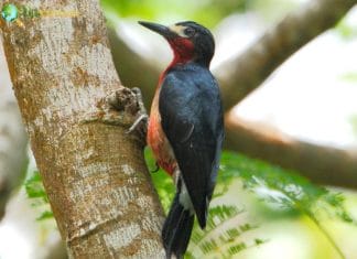 Puerto Rican Woodpecker