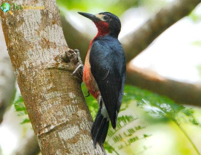 Puerto Rican Woodpecker