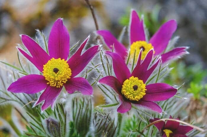 Pulsatilla Vulgaris