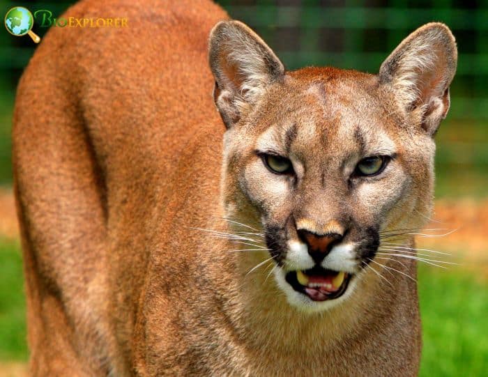 Puma In Rainforests