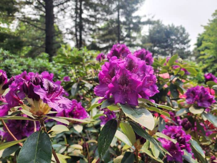 Purple Azalea Flowers