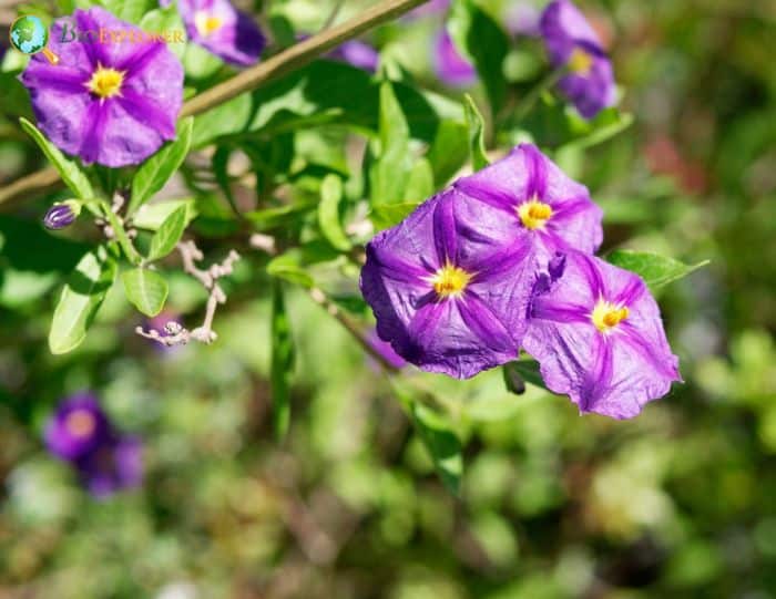 Purple Solanum Flowers