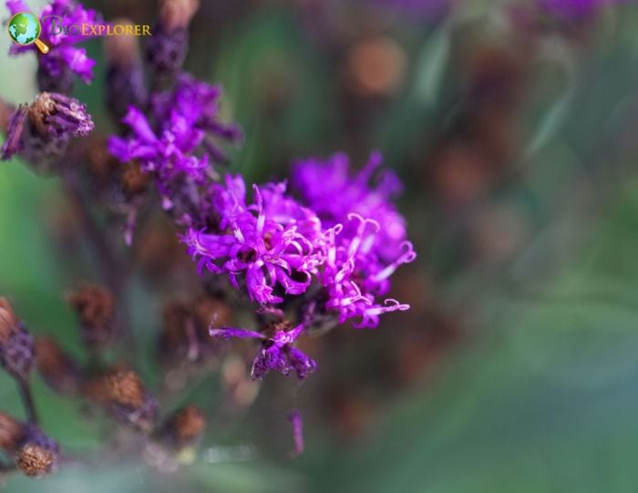 Purple Vernonia Flowers