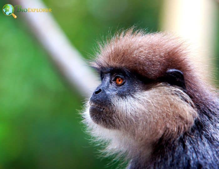 Purple Faced Langur 