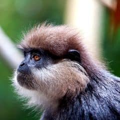 Purple-faced Langur