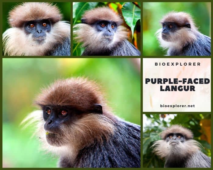 Purple-faced Langur