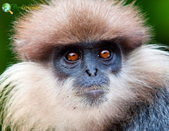 Purple-faced Langur