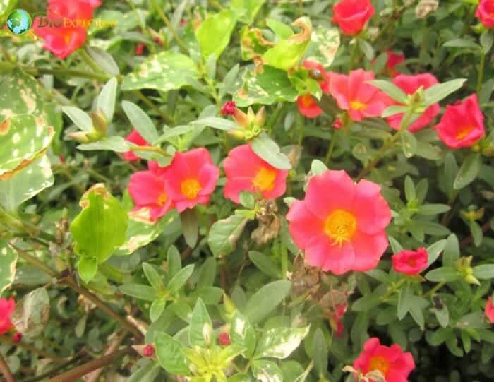 Purslane Portulaca Grandiflora