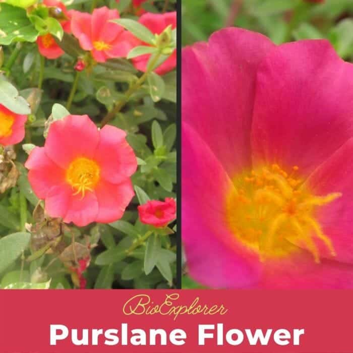 Purslane