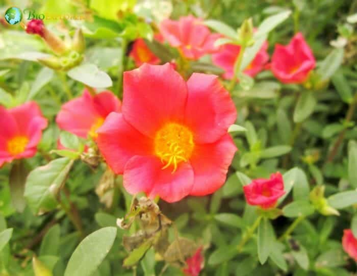 Purslane Flowers