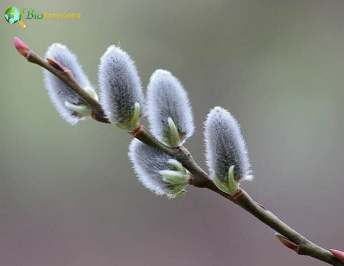 Pussy Willow Flowers