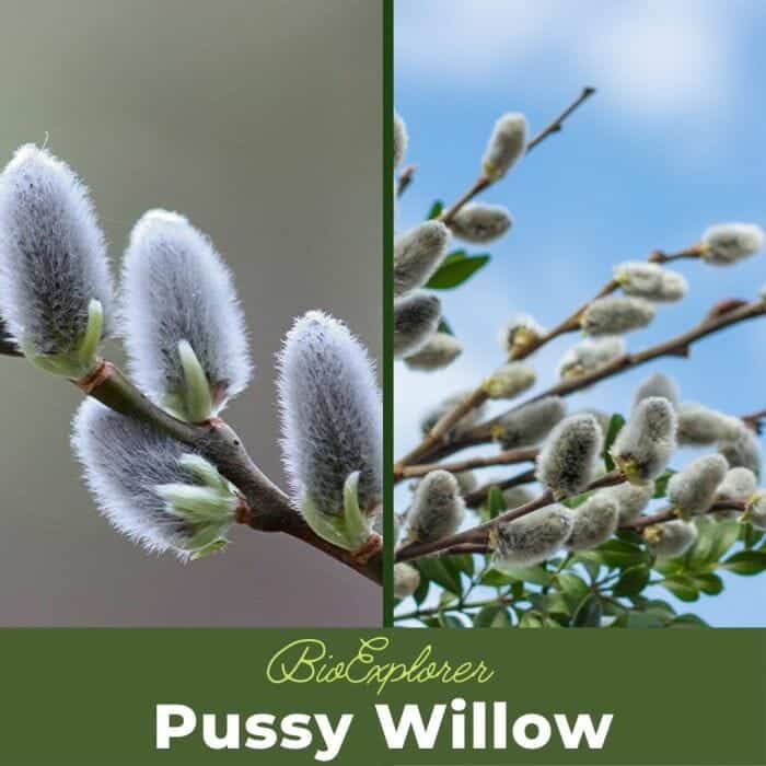 Pussy Willow