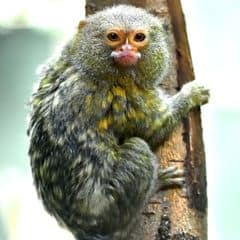 Pygmy Marmoset