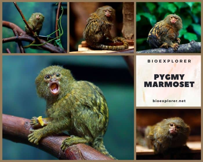 Pygmy Marmoset