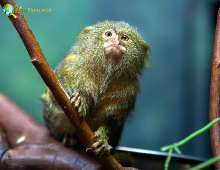 Pygmy Marmoset