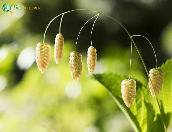 Quaking Grass Flowers