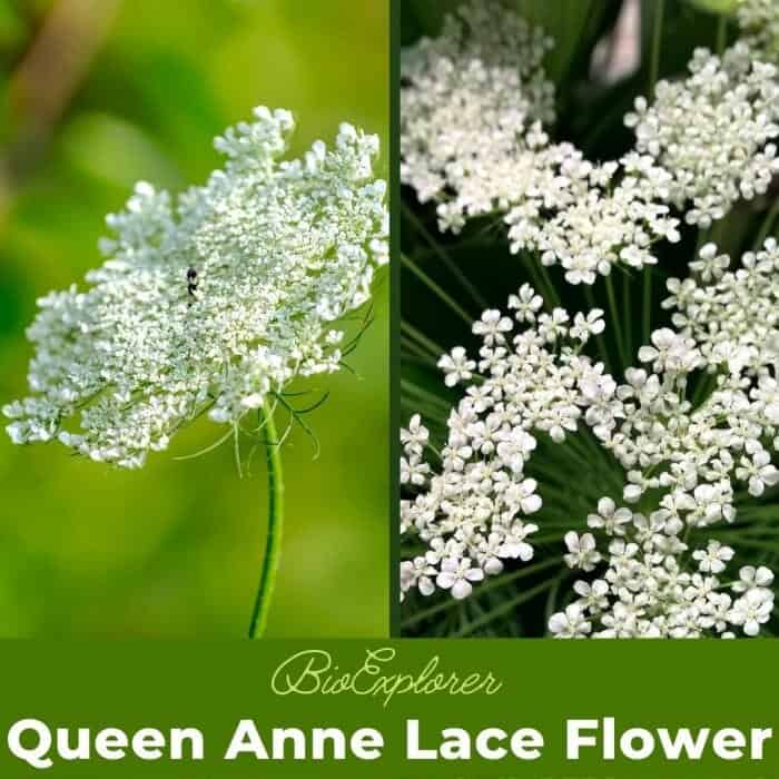 Queen Anne's Lace