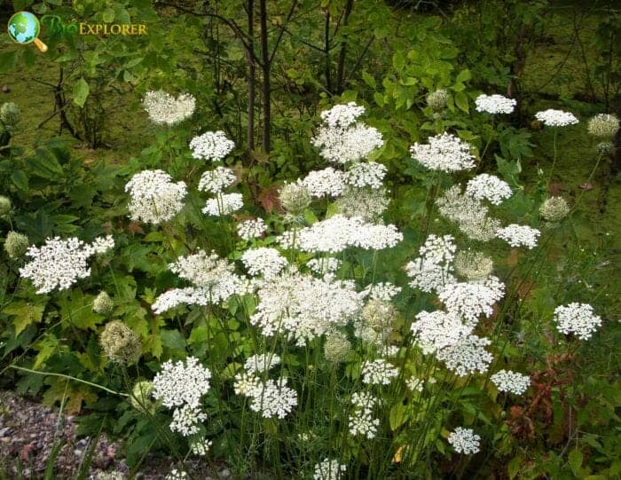 Queen Anne's Lace Wild Carrot