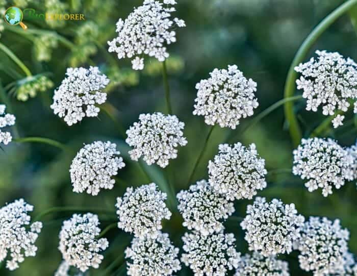 Queen Anne's Lace