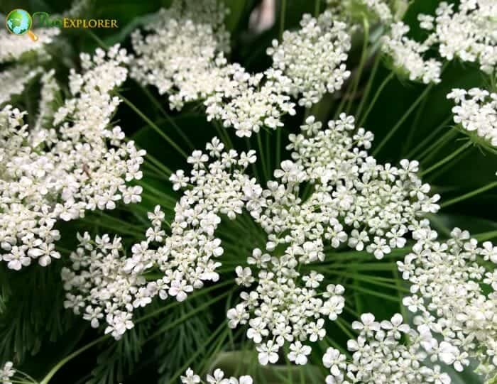 Queen Anne's Lace Flowers