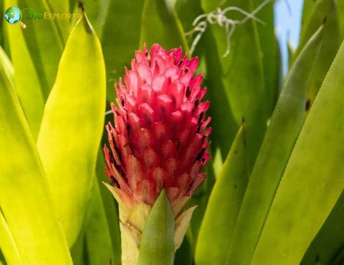 Quesnelia Flower